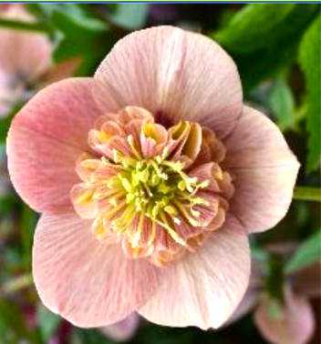 Anemone apricot 3063 фото