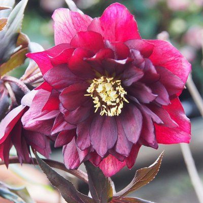 Чемерник (морозник) Quintessa Ruby 2711 фото