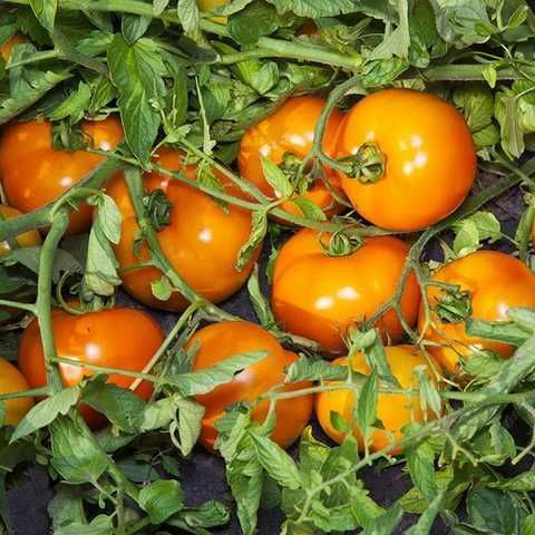 Солідо F1 жовтий,10 шт, Lark Seeds (США) 0836 фото