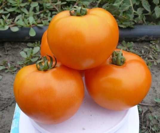Солідо F1 жовтий,10 шт, Lark Seeds (США) 0836 фото