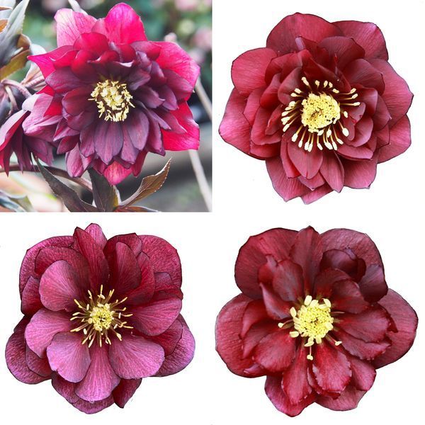 Чемерник (морозник) Quintessa Ruby 2711 фото
