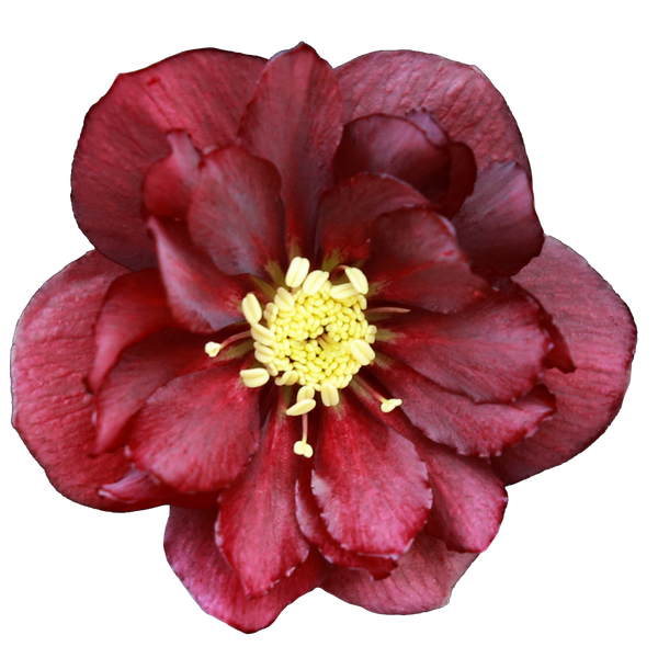 Чемерник (морозник) Quintessa Ruby 2711 фото