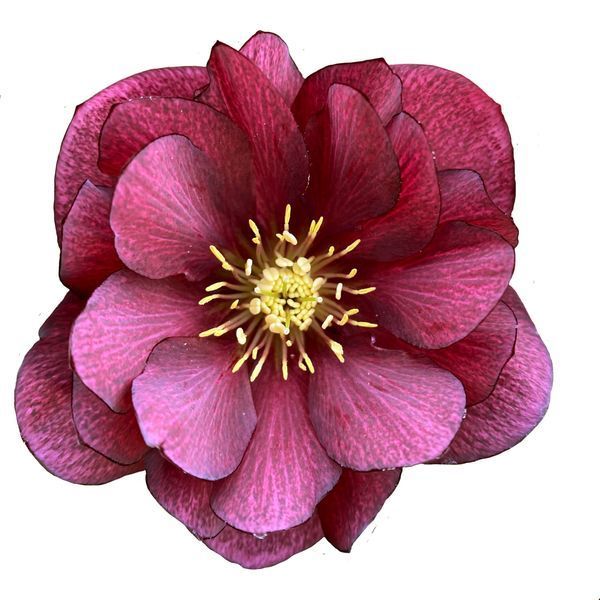 Чемерник (морозник) Quintessa Ruby 2711 фото
