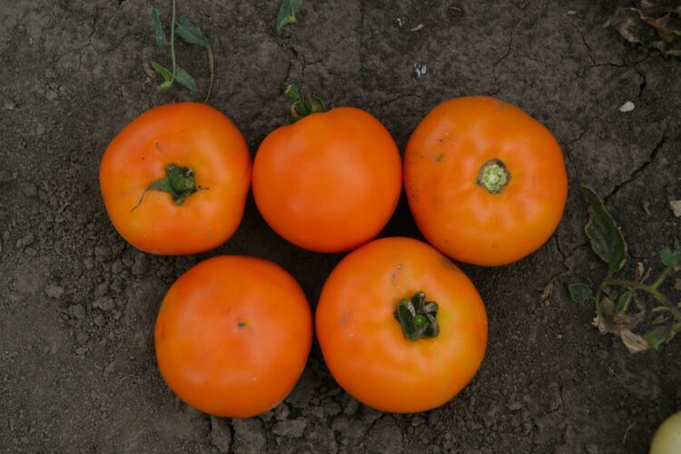 Солідо F1 жовтий,10 шт, Lark Seeds (США) 0836 фото