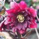 Чемерник (морозник) Quintessa Ruby 2711 фото 1