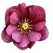 Чемерник (морозник) Quintessa Ruby 2711 фото 3