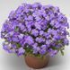 Обрієта Одрі F1 100 шт,  блакитна , Syngenta Flowers, Нідерланди 0533 фото