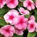 СанШторм F1 блаш 100 шт,кущовий,Syngenta Flowers, Нідерланди 2265 фото