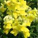 Снеппі F1 yellow 100 шт, Hem Genetics, Нідерланди 1672 фото
