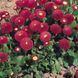 Тассо deep rose 1000 драже,Benary, Німеччина 2120 фото
