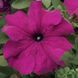 Тритунія F1 purple 1000 драже, грандіфлора, Syngenta Flowers, Нідерланди 1820 фото