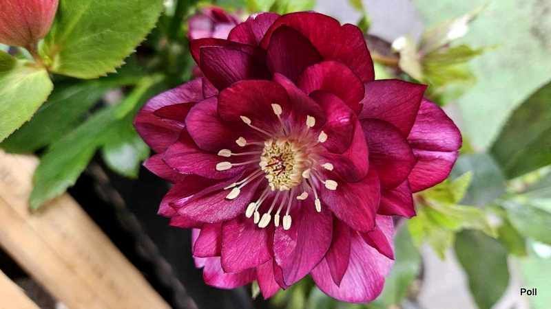 Чемерник (морозник) Quintessa Ruby 2711 фото