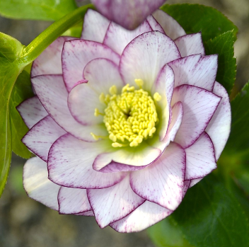 Чемерник Double white purple edge 3069 фото