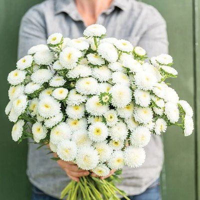 Айстра китайська Matsumoto, White, Sakata 0094 фото