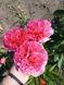 Mary Jo LeGare 3/5 0044 фото 6
