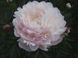 Corinne Wersan 3/5 0344 фото 1