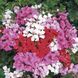 Торнадо F1 mix ( фуксія, рожева, червона) 25 шт,Syngenta Flowers, Нідерланди 1976 фото