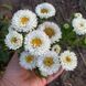 Айстра китайська Matsumoto, White, Sakata 0094 фото 5