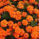 Чорнобривці розлогі Бонанза (ПанАмерикен, США)  orange	 2765 фото
