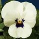 Пенні F1 white blotch 100 шт, Syngenta Flowers, Нідерланди 1629 фото