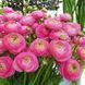 Ранункулюс (лютик) Aviv Pink, розмір 5/6, ціна за 3 шт 0540 фото