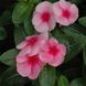 СанШторм F1 рожевий з вічком 100 шт,кущовий,Syngenta Flowers, Нідерланди 2271 фото