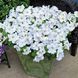 Тритунія F1 white 1000 драже, грандіфлора, Syngenta Flowers, Нідерланди 1826 фото