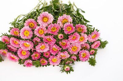 Айстра китайська Matsumoto, Pink, Sakata 0095 фото