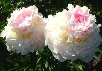 Blush Queen 3/5 0045 фото