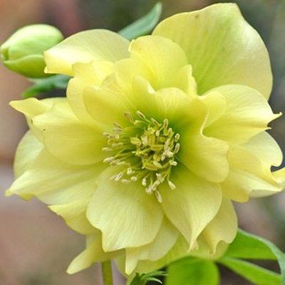 Чемерник Double Super Yellow 3070 фото