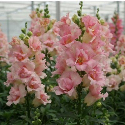 ДабелШот F1 appleblossom 100 шт махрові, зріз, Hem Genetics, Нідерланди 0643 фото