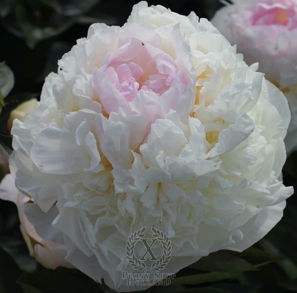 Blush Queen 3/5 0045 фото