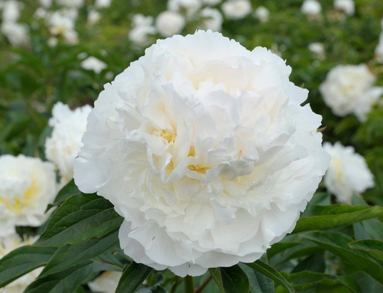 Blush Queen 3/5 0045 фото