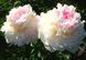 Blush Queen 3/5 0045 фото 1