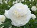 Blush Queen 3/5 0045 фото 3