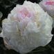 Blush Queen 3/5 0045 фото 2
