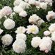 Півонія Victorian Blush 3/5 0394 фото 2