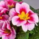 Примула Данова F1 pink bicolor 100 шт,Sakata, Японія 1927 фото