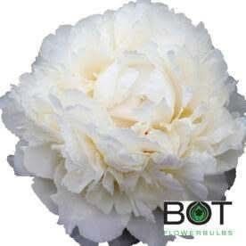 White Lullaby 3/5 бр 3115 фото