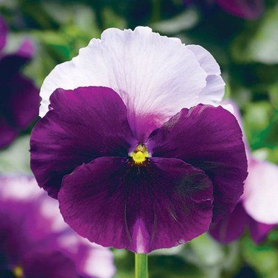 Фіно F1 beaconsfield 100 шт, Syngenta Flowers, Нідерланди 1581 фото