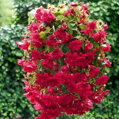 Іллюмінейшен F1 rose 100 драже, каскадна,Benary, Німеччина 2173 фото