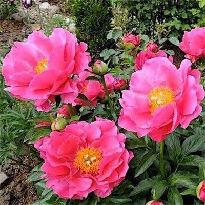 Paula Fay 3/5 0346 фото
