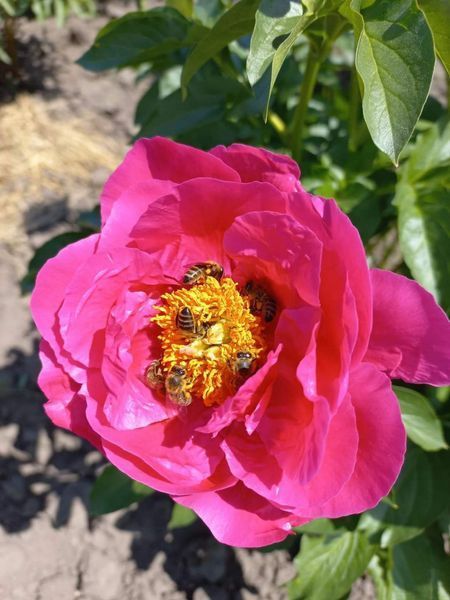 Paula Fay 3/5 0346 фото