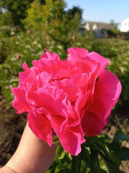 Paula Fay 3/5 0346 фото
