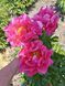 Paula Fay 3/5 0346 фото 2