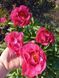 Paula Fay 3/5 0346 фото 3