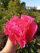 Paula Fay 3/5 0346 фото 4