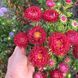 Айстра китайська Matsumoto, Skarlet, Sakata 0096 фото 4