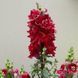 ДабелШот F1 crimson red  100 шт махрові, зріз, Hem Genetics, Нідерланди 0644 фото