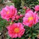Paula Fay 3/5 0346 фото 1
